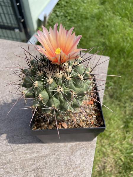 Thelocactus rinconensis